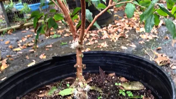 Brazilian_Grapes_Exotic_Fruit_Plant/Jabuticaba_Plant