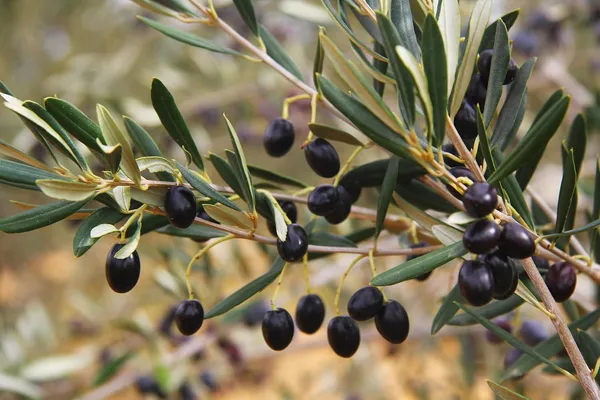 Arabic_Olive_Tree_Live_Plant_1_Healthy_Live_Plant
