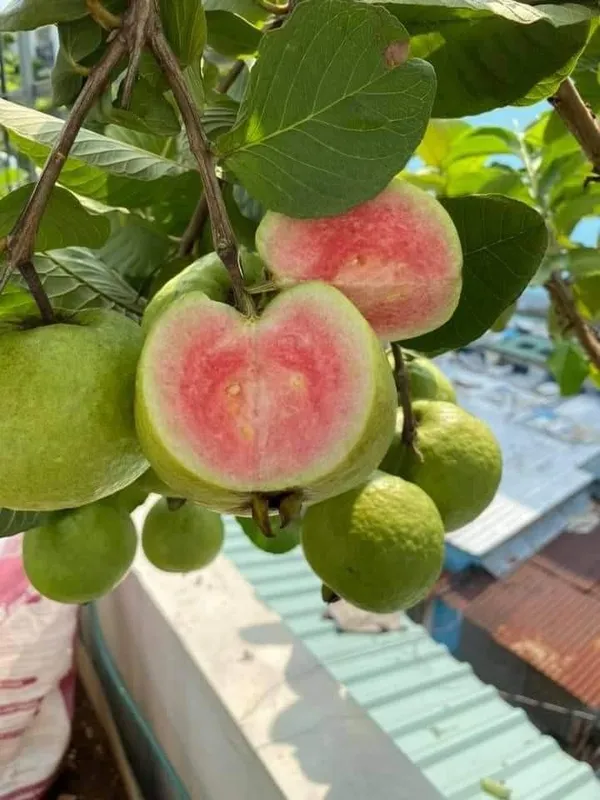 Red_Diamond_Guava_Plant,_Peyera,AmrudKing_Of_Guava_"New_Variety"_Plant_&_Tree__Grafted