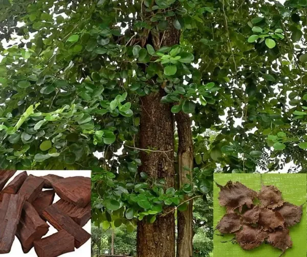 Red_Sandalwood_Live_Plant_&_Tree_Healthy_Live_Sapling