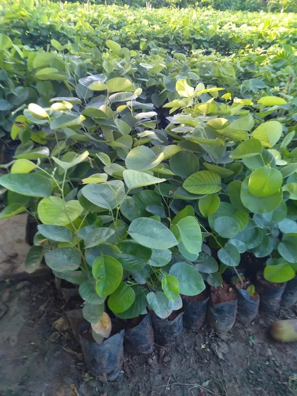 Red_Sandalwood_Live_Plant_&_Tree_Healthy_Live_Sapling
