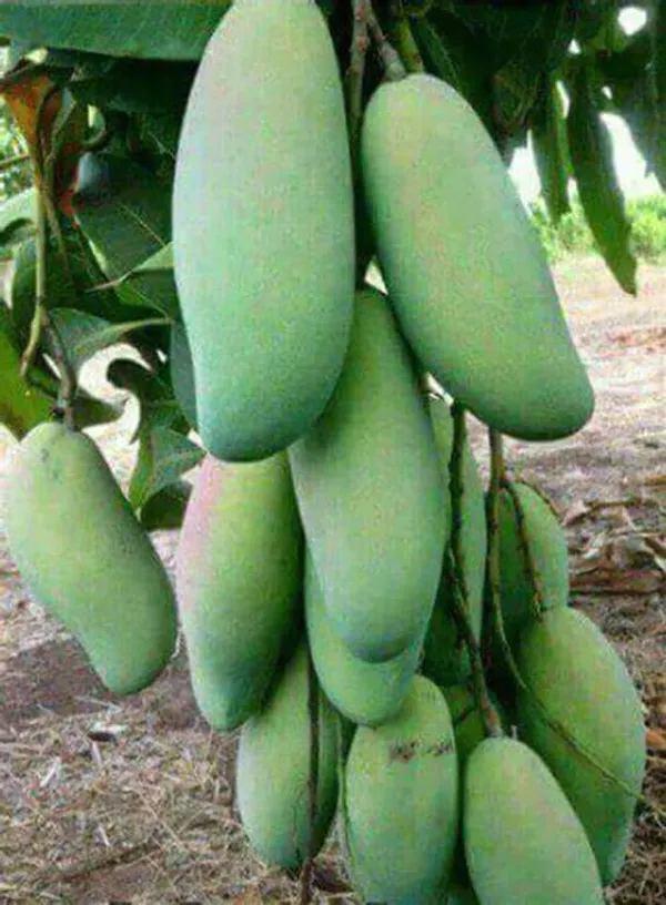 Mango_Yellow_Banana_Variety_Grafted_Aam_Fruit_Live_Plants_&_Tree1.5-2_Ft_Size
