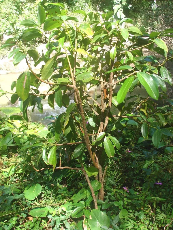 Cinnamon_/Dalchini_Plant__Healthy_Live_Plant_For_Sweet_Home_Garden