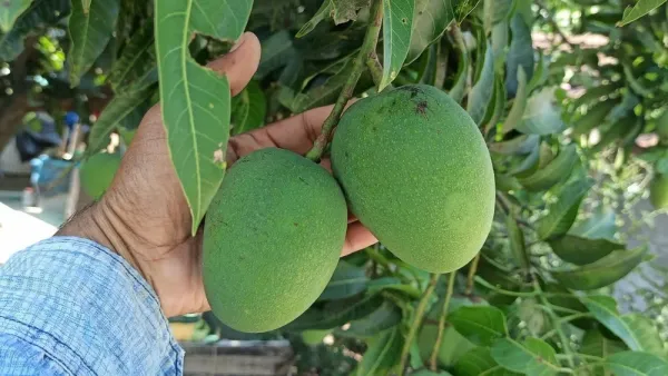 Himsagar_and_Kishan_Bhog_Mangoes_Grafted_Plant_&_Tree_||Hybrid_Live_Plant-_1.5-2.5_Ft._Height_||_King_Of_Mango_Live_Grafted_Plant_Original_Variety