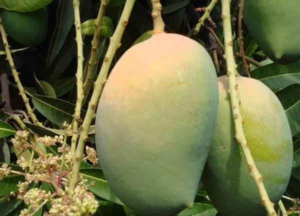 Himsagar_and_Kishan_Bhog_Mangoes_Grafted_Plant_&_Tree_||Hybrid_Live_Plant-_1.5-2.5_Ft._Height_||_King_Of_Mango_Live_Grafted_Plant_Original_Variety