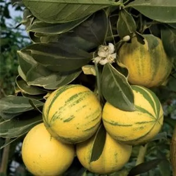 Variegated_Pink_Lemon_Plant_&_Tree_Live_Plants_&_Tree1-1.5_Ft_Size_Hybrid_healthy_Plant_and_Tree__1_YEAR_OLD_PLANT_&_TREE