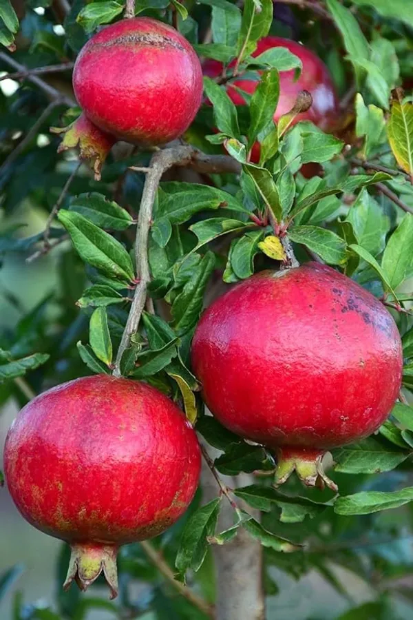 Red_Bhagwa_Anar_Hybrid_Pomegranate,_Bedana_Live_Plant_Original_Variety_Plant_Hybrid,