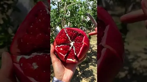 Red_Bhagwa_Anar_Hybrid_Pomegranate,_Bedana_Live_Plant_Original_Variety_Plant_Hybrid,