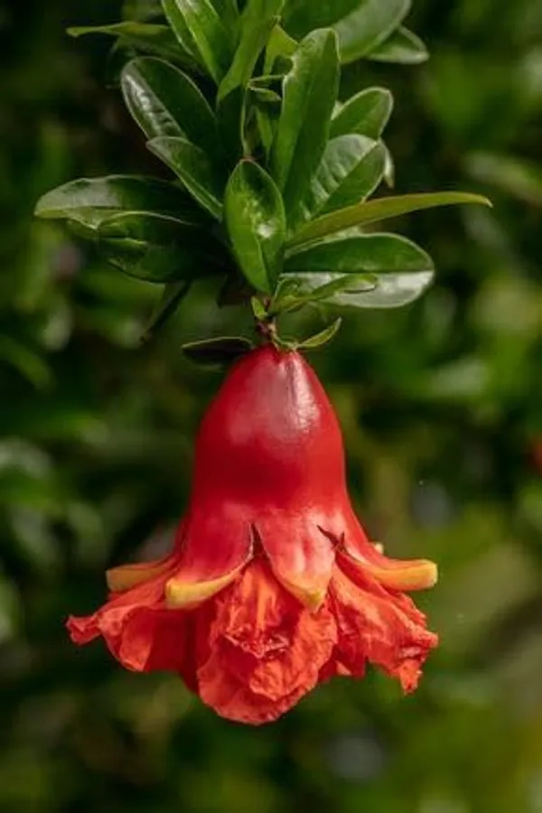 Red_Bhagwa_Anar_Hybrid_Pomegranate,_Bedana_Live_Plant_Original_Variety_Plant_Hybrid,