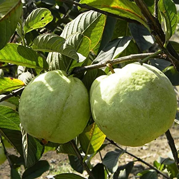 Guava_Vnr_Grafted_1.5-3.5_Ft_Live_Plant