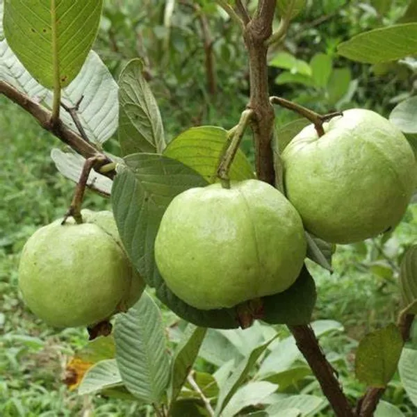 Guava_Vnr_Grafted_1.5-3.5_Ft_Live_Plant