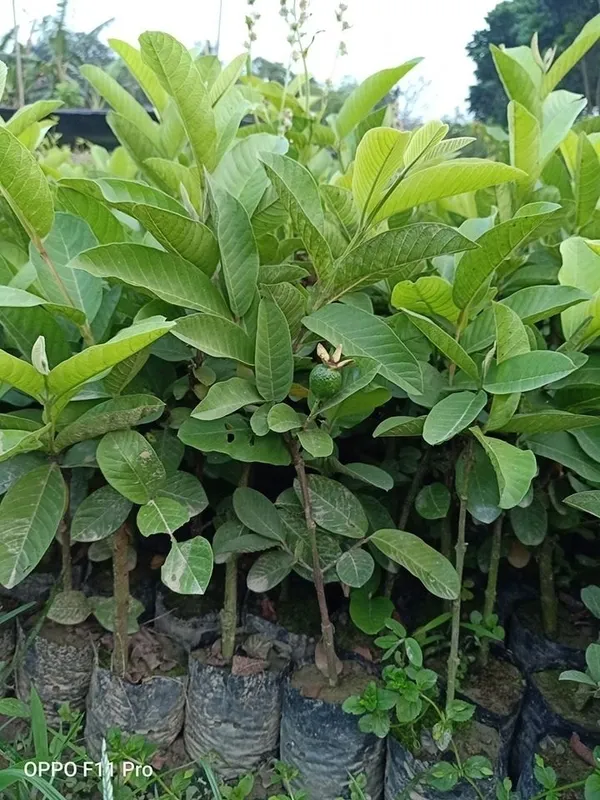 Guava_Vnr_Grafted_1.5-3.5_Ft_Live_Plant