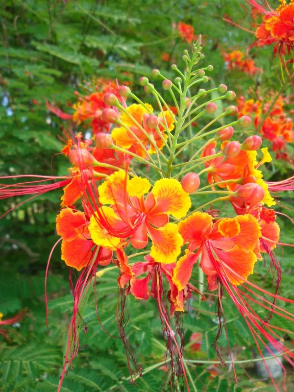 Indiana_Flame_Tree_Royal_Poinciana_Gulmohar_Krishnachura_Tree__Plant