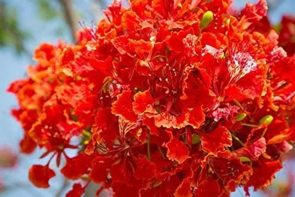 Indiana_Flame_Tree_Royal_Poinciana_Gulmohar_Krishnachura_Tree__Plant