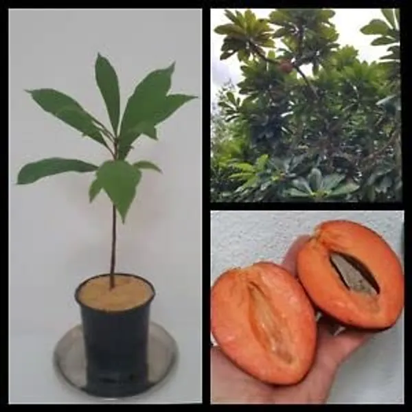 Tej_Patta/Bay_Leaf/Cassia_Leaf_Plant_Hybrid_&_Grafted_Plants