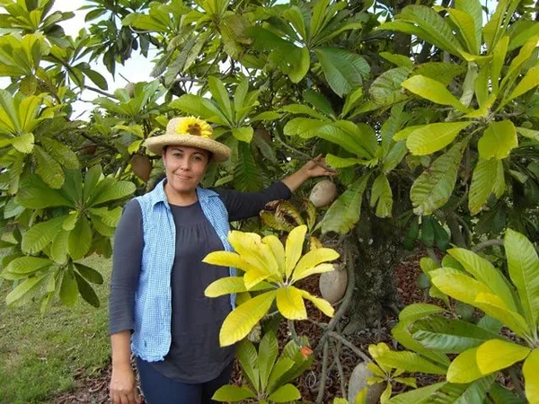 Tej_Patta/Bay_Leaf/Cassia_Leaf_Plant_Hybrid_&_Grafted_Plants