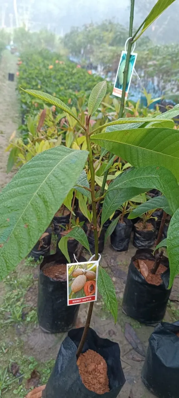 Tej_Patta/Bay_Leaf/Cassia_Leaf_Plant_Hybrid_&_Grafted_Plants