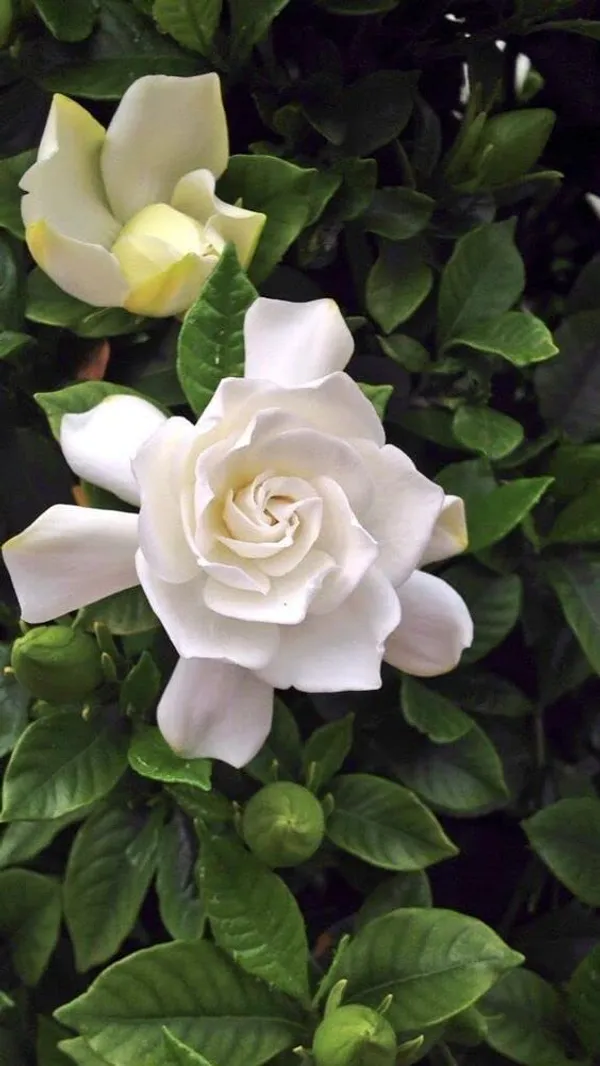 Cape_Jasmine_Gandhraj_Plant_&Tree_|_Gandharaj_Highly_fragrant_flowering_Plant
