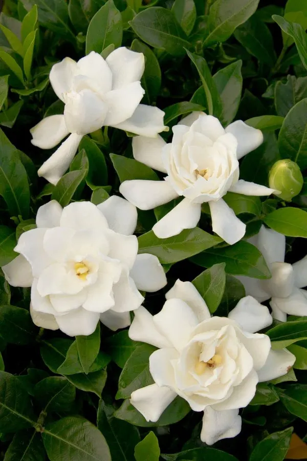Cape_Jasmine_Gandhraj_Plant_&Tree_|_Gandharaj_Highly_fragrant_flowering_Plant