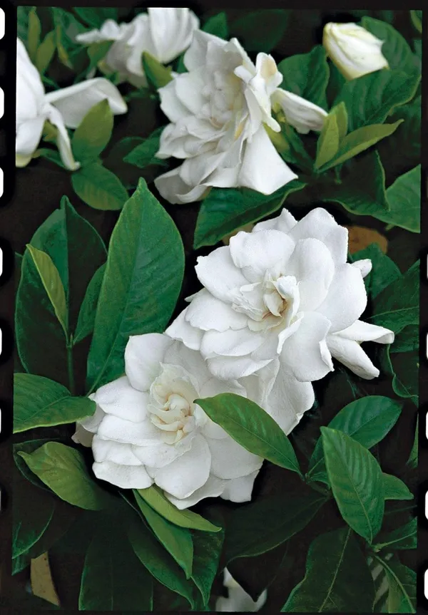 Cape_Jasmine_Gandhraj_Plant_&Tree_|_Gandharaj_Highly_fragrant_flowering_Plant