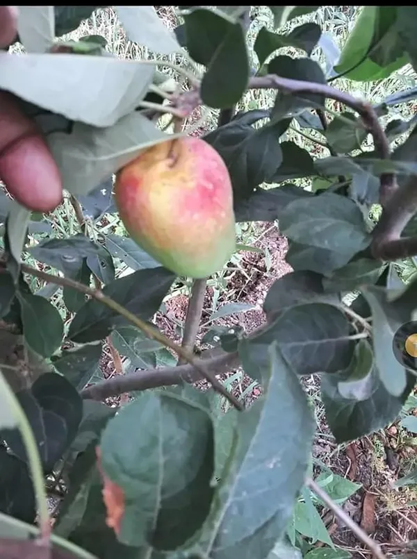 Hot_Place_Apple_Plant_Grafted_Harimon-99_Apple_Plant_Height_1.5-2_Ft_Healthy_Plant