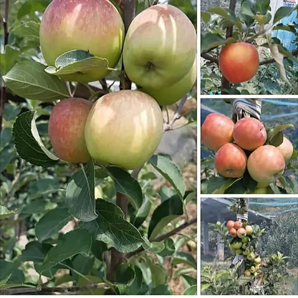 Hot_Place_Apple_Plant_Grafted_Harimon-99_Apple_Plant_Height_1.5-2_Ft_Healthy_Plant