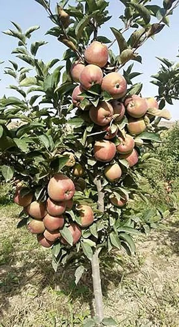 Hot_Place_Apple_Plant_Grafted_Harimon-99_Apple_Plant_Height_1.5-2_Ft_Healthy_Plant