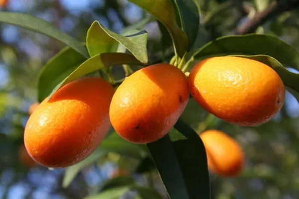 Sweet_Lemon/KumquatGrafted_-_Fruit_Plants_&_Tree_1-1.5_Ft_Size_Hybrid_healthy_Plant_and_Tree