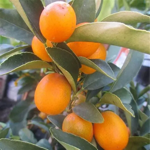 Sweet_Lemon/KumquatGrafted_-_Fruit_Plants_&_Tree_1-1.5_Ft_Size_Hybrid_healthy_Plant_and_Tree