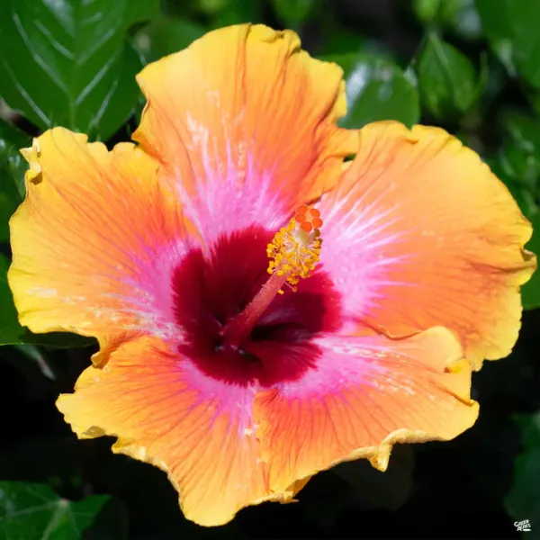 Multicolour_Hibiscus_Flower_Live_Plant