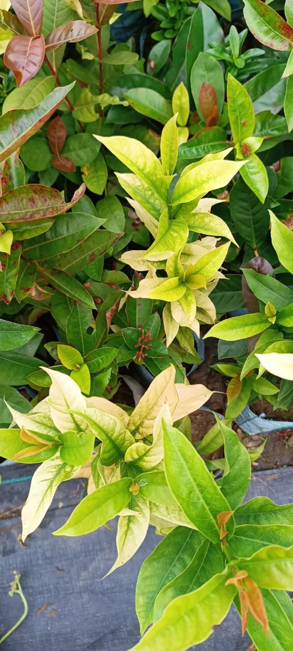 Pink_Ixora_12_Month_Flower_Plant_Hybrid,