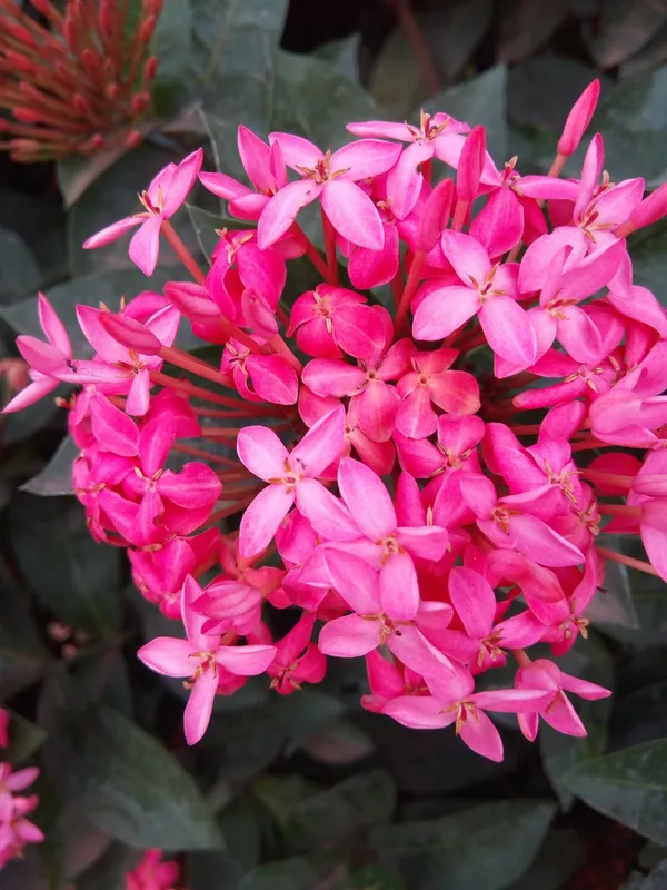 Pink_Ixora_12_Month_Flower_Plant_Hybrid,
