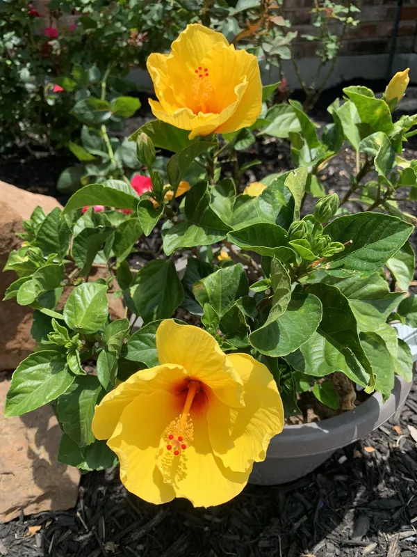 Yellow_Hibiscus_12_Month_Live_Flower_Plant