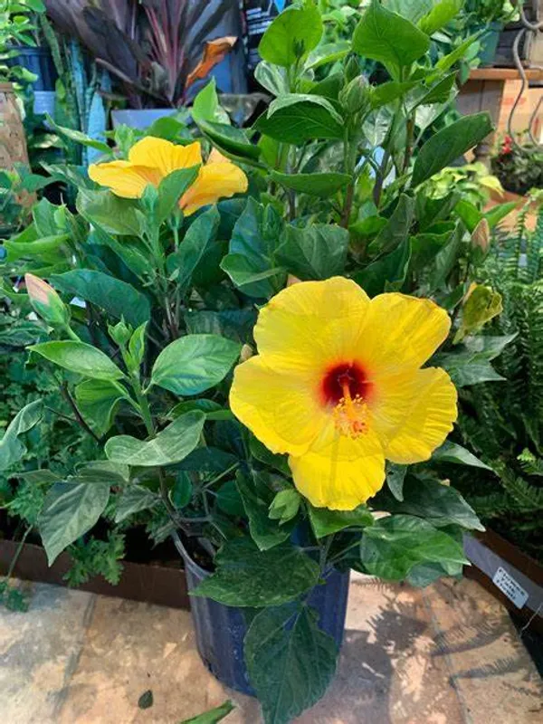 Yellow_Hibiscus_12_Month_Live_Flower_Plant