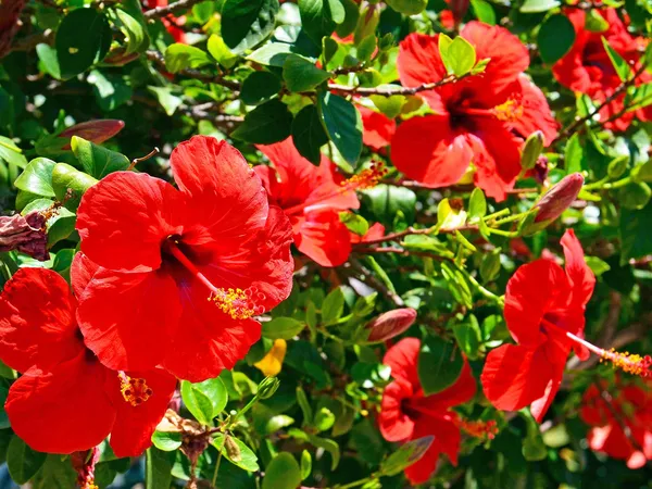 Hibiscus_Red_Grafted_Flower_Live_Plant_Hybrid,
