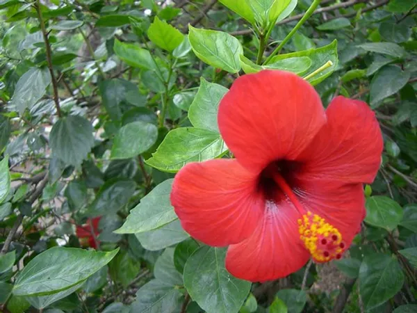 Hibiscus_Red_Grafted_Flower_Live_Plant_Hybrid,