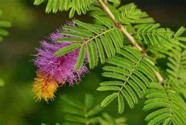 Shami_1.5-3.5_Ft_Live_Plant