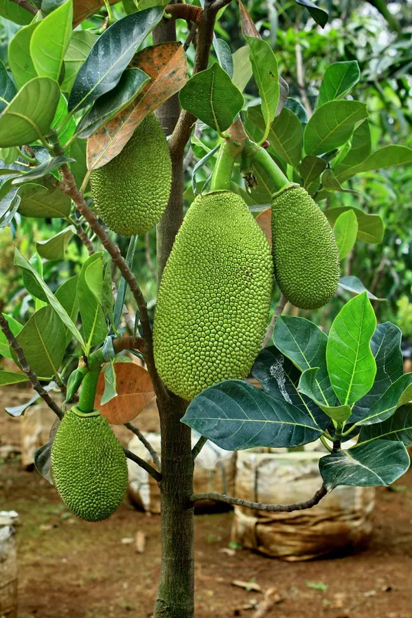 Gumless_Jackfruit_Live_Plant_Hybrid,