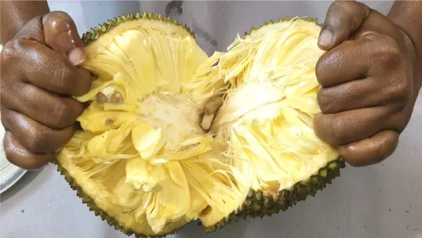 Gumless_Jackfruit_Live_Plant_Hybrid,