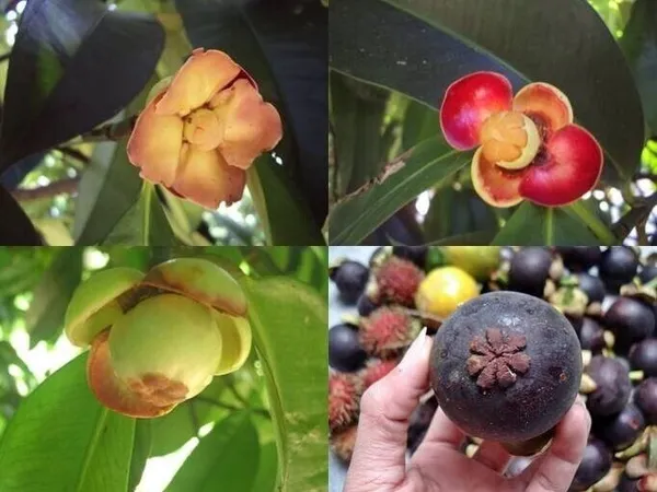 Thai_Purple_Mangosteen_Garcinia_Mangostana_Live_fruit_tree_Plant