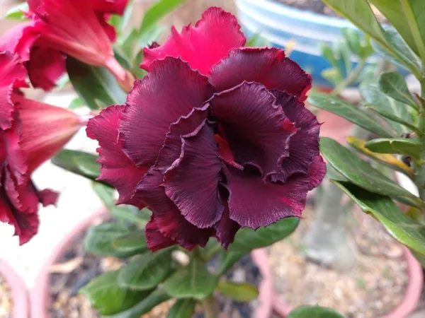 Live_Adenium_Desert_Rose_Plant_Grafted