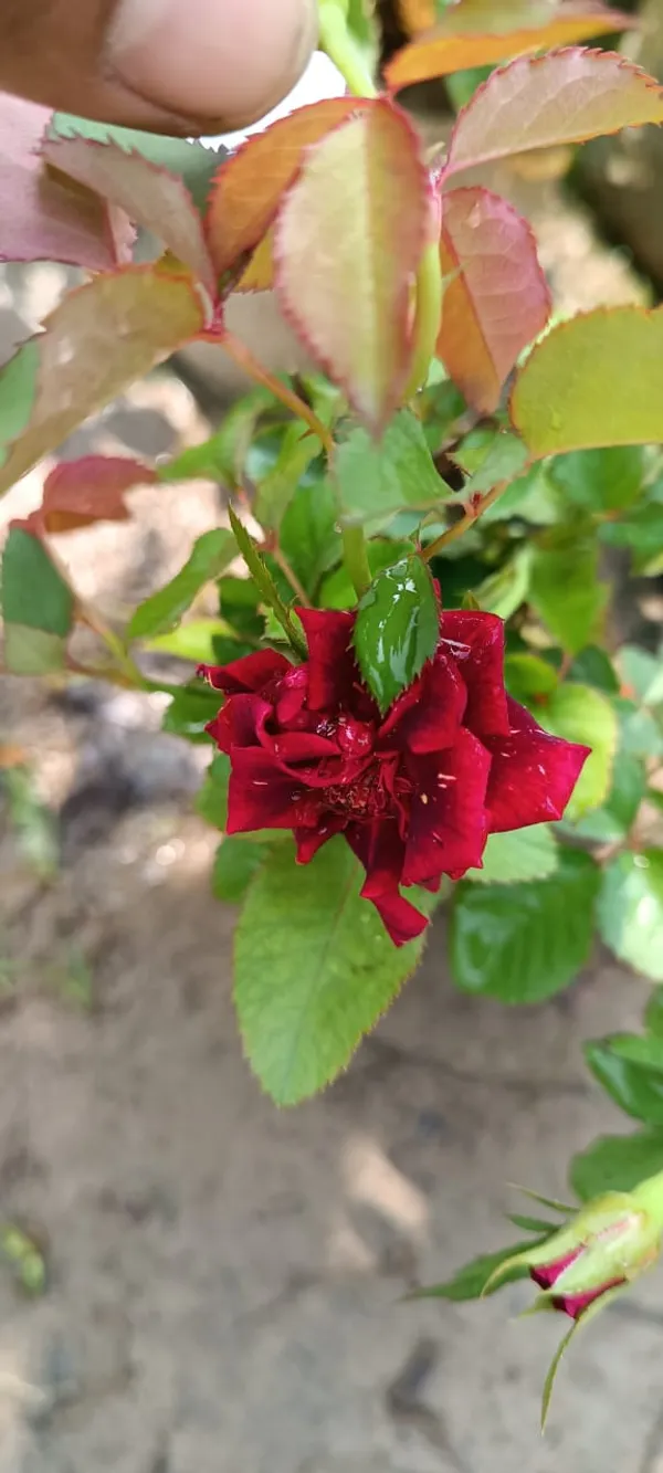 Hybrid_Red_Rose_1.5-3.5_Ft_Flower_Plant_Pack_O_1
