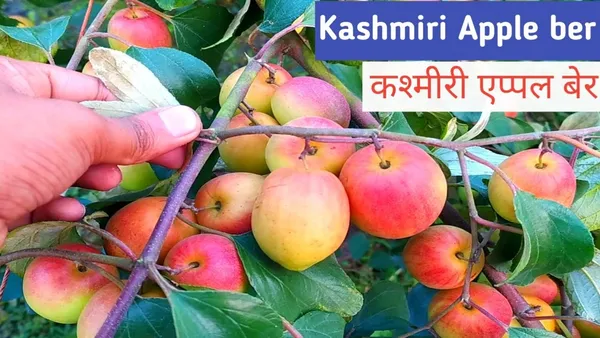 Kashmiri_Apple_Ber_Grafted_Plant_&_Tree__For_Outdoor_Home_And_Garden