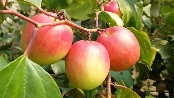 Kashmiri_Apple_Ber_Grafted_Plant_&_Tree__For_Outdoor_Home_And_Garden