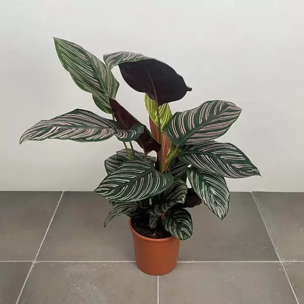 Pin-stripe_calathea_Plant