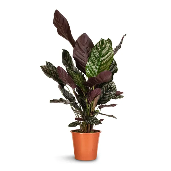 Pin-stripe_calathea_Plant