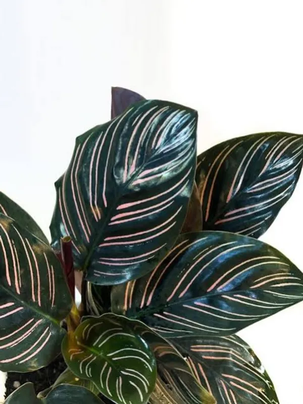 Pin-stripe_calathea_Plant