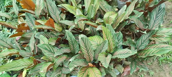 Pin-stripe_calathea_Plant