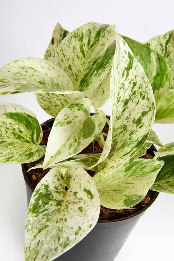 Marble_Money_Plant