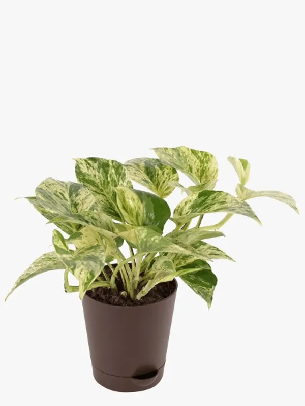 Marble_Money_Plant